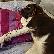 Univers a rejoint le concours — aidez-le/la à gagner de superbes lots ! dog, brown, white, lying_down, pillow, couch, quilted, indoor, resting, pet, fur, spotted, relaxed, closeup, side_view, animal, domestic, comfort, home, portrait