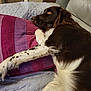 dog, brown, white, lying_down, pillow, couch, quilted, indoor, resting, pet, fur, spotted, relaxed, closeup, side_view, animal, domestic, comfort, home, portrait