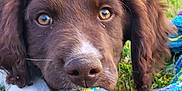 Univers participe au concours pour gagner de l'argent avec cette photo : puppy, dog, grass, toy, rope_toy, brown, white, close_up, pet, animal, playful, outdoor, cute, young_dog, fur, ears, eyes, nose, mouth, nature