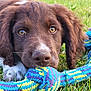 puppy, dog, grass, toy, rope_toy, brown, white, close_up, pet, animal, playful, outdoor, cute, young_dog, fur, ears, eyes, nose, mouth, nature