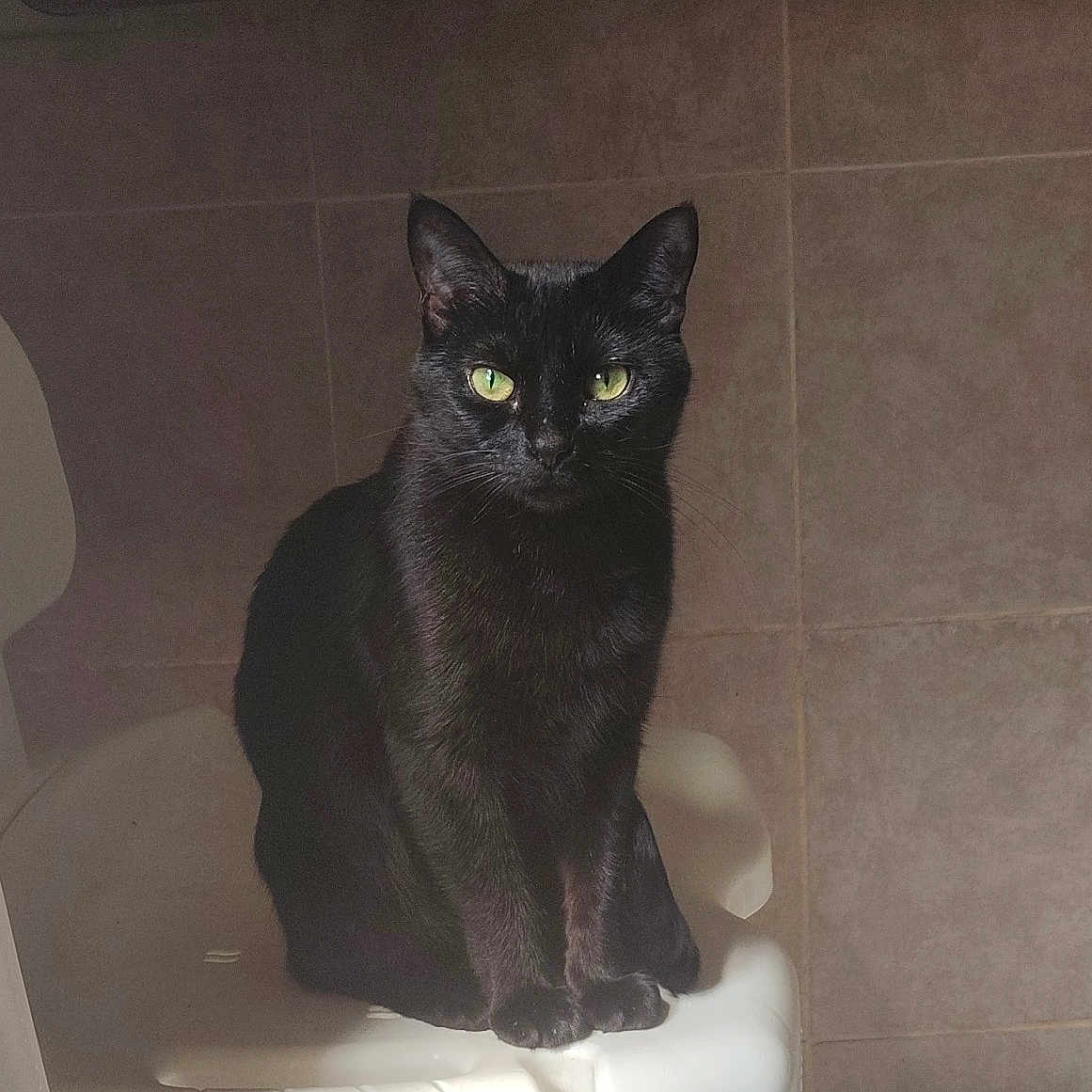 Shadow is registered to the contest to win money with this photo: animal, black_cat, cat, chair, cute, domestic_cat, feline, fur, green_eyes, indoors, looking_at_camera, pet, portrait, quiet, shadow, sitting, still_life, tile_wall, whiskers, white_chair