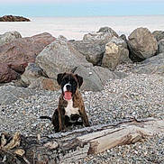 Piña a rejoint le concours — aidez-le/la à gagner de superbes lots ! animal, beach, boxer, brown, coast, cute, dog, driftwood, gravel, nature, outdoor, pet, puppy, rocks, seashore, sitting, sky, sunset, tongue_out, white