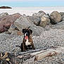 animal, beach, boxer, brown, coast, cute, dog, driftwood, gravel, nature, outdoor, pet, puppy, rocks, seashore, sitting, sky, sunset, tongue_out, white