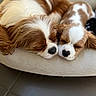 adorable, animal, brown_and_white, calm, cavalier_king_charles_spaniel, close_up, companion, cozy, cute, dog, domestic_animal, friendship, fur, indoors, pet_bed, relaxed, rest, sleeping, snuggling, two_dogs