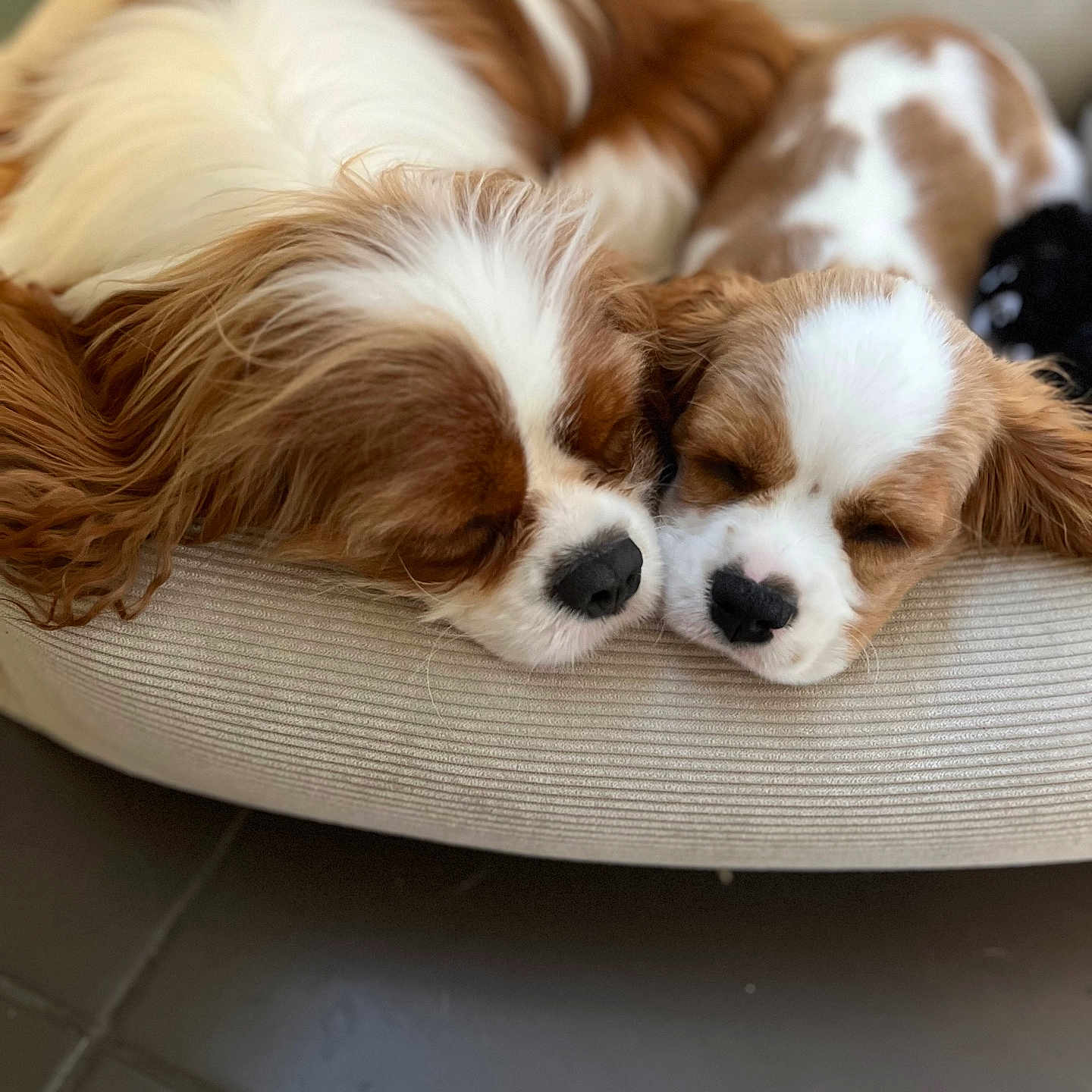 Prince And Princess