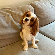 Prince And Princess joined the competition — help win amazing prizes! dog, puppy, cavalier_king_charles_spaniel, pet, indoor, couch, beige, fur, cute, head_tilt, animal, companion, domestic, fluffy, sitting, portrait, canine, friendly, small_dog, living_room