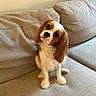 dog, puppy, cavalier_king_charles_spaniel, pet, indoor, couch, beige, fur, cute, head_tilt, animal, companion, domestic, fluffy, sitting, portrait, canine, friendly, small_dog, living_room