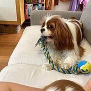 Prince And Princess joined the competition — help win amazing prizes! board_games, brown_and_white, cavalier_king_charles_spaniel, chewing, clothing, couch, cozy, dog, foot, furniture, home, indoor, living_room, pet, playing, resting, rope_toy, shelf, tennis_ball, wooden_floor