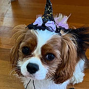 Princess Rosie joined the competition — help win amazing prizes! animal, big_eyes, brown_and_white, cavalier_king_charles_spaniel, close_up, costume, cute, dog, floppy_ears, funny, halloween, indoors, long_hair, nose, pet, portrait, puppy, whiskers, witch_hat, wooden_floor
