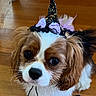animal, big_eyes, brown_and_white, cavalier_king_charles_spaniel, close_up, costume, cute, dog, floppy_ears, funny, halloween, indoors, long_hair, nose, pet, portrait, puppy, whiskers, witch_hat, wooden_floor
