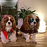 dogs, cavalier_king_charles_spaniel, pets, canine, two_dogs, long_hair, brown_and_white, bow, sunglasses, costume, dressed_up, indoor, wooden_floor, houseplant, lamp, kitchen, portrait, sitting, cute, funny