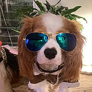 Freddo Frog is registered to the contest to win money with this photo: dog, spaniel, pet, sunglasses, aviator_sunglasses, costume, collar, brown_and_white, portrait, close_up, indoor, houseplant, lamp, wooden_floor, furniture, sidekick, fur, black_nose, funny, photography