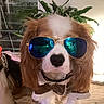aviator_sunglasses, black_nose, brown_and_white, close_up, collar, costume, dog, funny, fur, furniture, houseplant, indoor, lamp, pet, photography, portrait, sidekick, spaniel, sunglasses, wooden_floor
