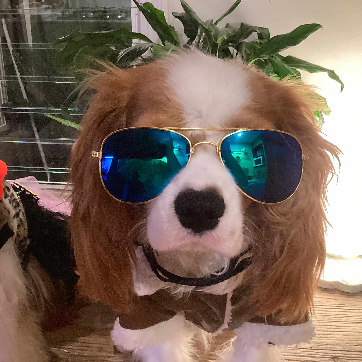 Freddo Frog is registered to the contest to win money with this photo: dog, spaniel, pet, sunglasses, aviator_sunglasses, costume, collar, brown_and_white, portrait, close_up, indoor, houseplant, lamp, wooden_floor, furniture, sidekick, fur, black_nose, funny, photography