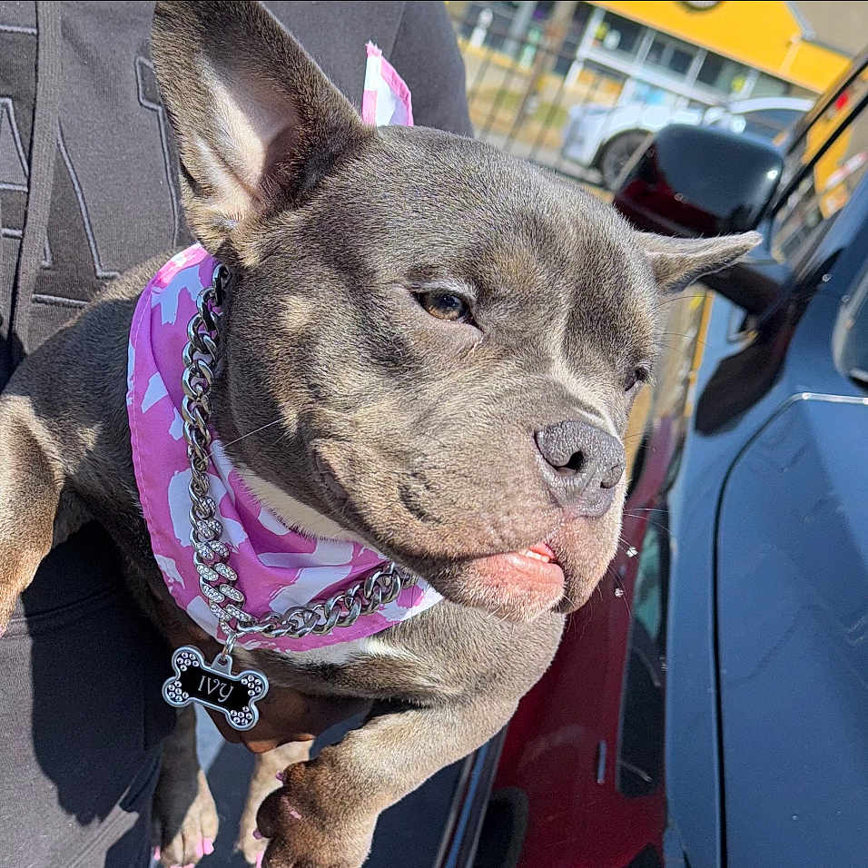 Ivy is registered to the contest to win money with this photo: accessory, animal, canine, car, chain_collar, closeup, cute, dog, dog_tag, gray_dog, hoodie, outdoor, painted_nails, parking_lot, person_holding_dog, pet, pink_bandana, portrait, sunlight, vehicle