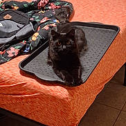 Dj joined the competition — help win amazing prizes! animal, backpack, bed, black_cat, blanket, cat, cozy, domestic, feline, floor, floral_pattern, fur, indoor, looking, lying_down, orange_bedspread, pet, resting, table, tray