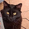 Dj is registered to the contest to win money with this photo: animal, black_cat, cat, close_up, curious, cute, domestic_cat, ears, face, feline, floor_tiles, fluffy, fur, indoor, looking_up, pet, portrait, sitting, whiskers, yellow_eyes