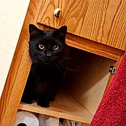 Dj joined the competition — help win amazing prizes! black_cat, cat, curious, wooden_cabinet, open_cabinet, toilet_paper, household_items, folded_cloths, indoor, pet, feline, eyes, ears, fur, sitting, looking, red_towel, wood_texture, cozy, domestic