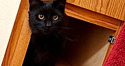 Dj joined the competition — help win amazing prizes! black_cat, cat, cozy, curious, domestic, ears, eyes, feline, folded_cloths, fur, household_items, indoor, looking, open_cabinet, pet, red_towel, sitting, toilet_paper, wood_texture, wooden_cabinet