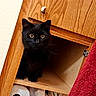 black_cat, cat, curious, wooden_cabinet, open_cabinet, toilet_paper, household_items, folded_cloths, indoor, pet, feline, eyes, ears, fur, sitting, looking, red_towel, wood_texture, cozy, domestic