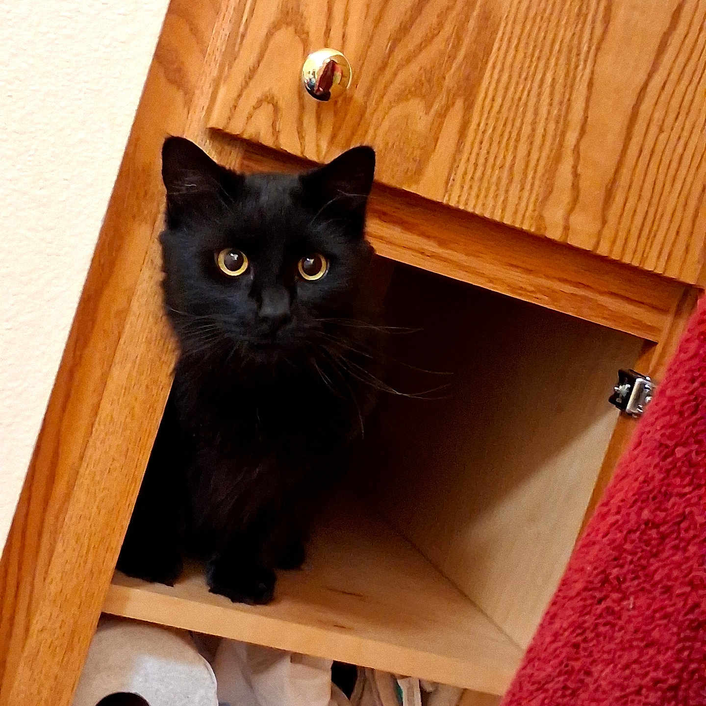 Dj joined the competition — help win amazing prizes! black_cat, cat, curious, wooden_cabinet, open_cabinet, toilet_paper, household_items, folded_cloths, indoor, pet, feline, eyes, ears, fur, sitting, looking, red_towel, wood_texture, cozy, domestic