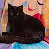 Dj is registered to the contest to win money with this photo: animal, black_cat, blanket, cartoon, cat, colorful, comfort, cozy, cute, domestic, eyes, face, feline, fur, illustration, indoor, lying_down, pet, resting, whiskers