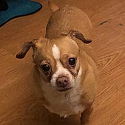 Dahlia is registered to the contest to win money with this photo: dog, small_dog, brown_dog, white_markings, pet, indoor, wooden_floor, looking_up, ears_down, cute, animal, companion, domestic, canine, flooring, standing, short_fur, alert, household, curious
