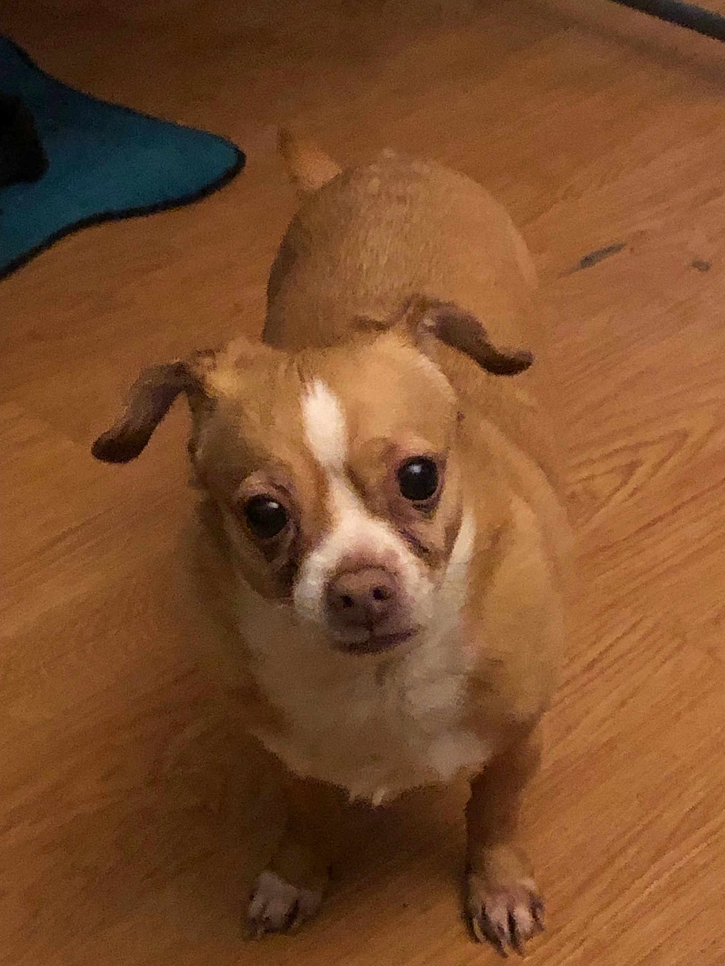 Dahlia is registered to the contest to win money with this photo: dog, small_dog, brown_dog, white_markings, pet, indoor, wooden_floor, looking_up, ears_down, cute, animal, companion, domestic, canine, flooring, standing, short_fur, alert, household, curious