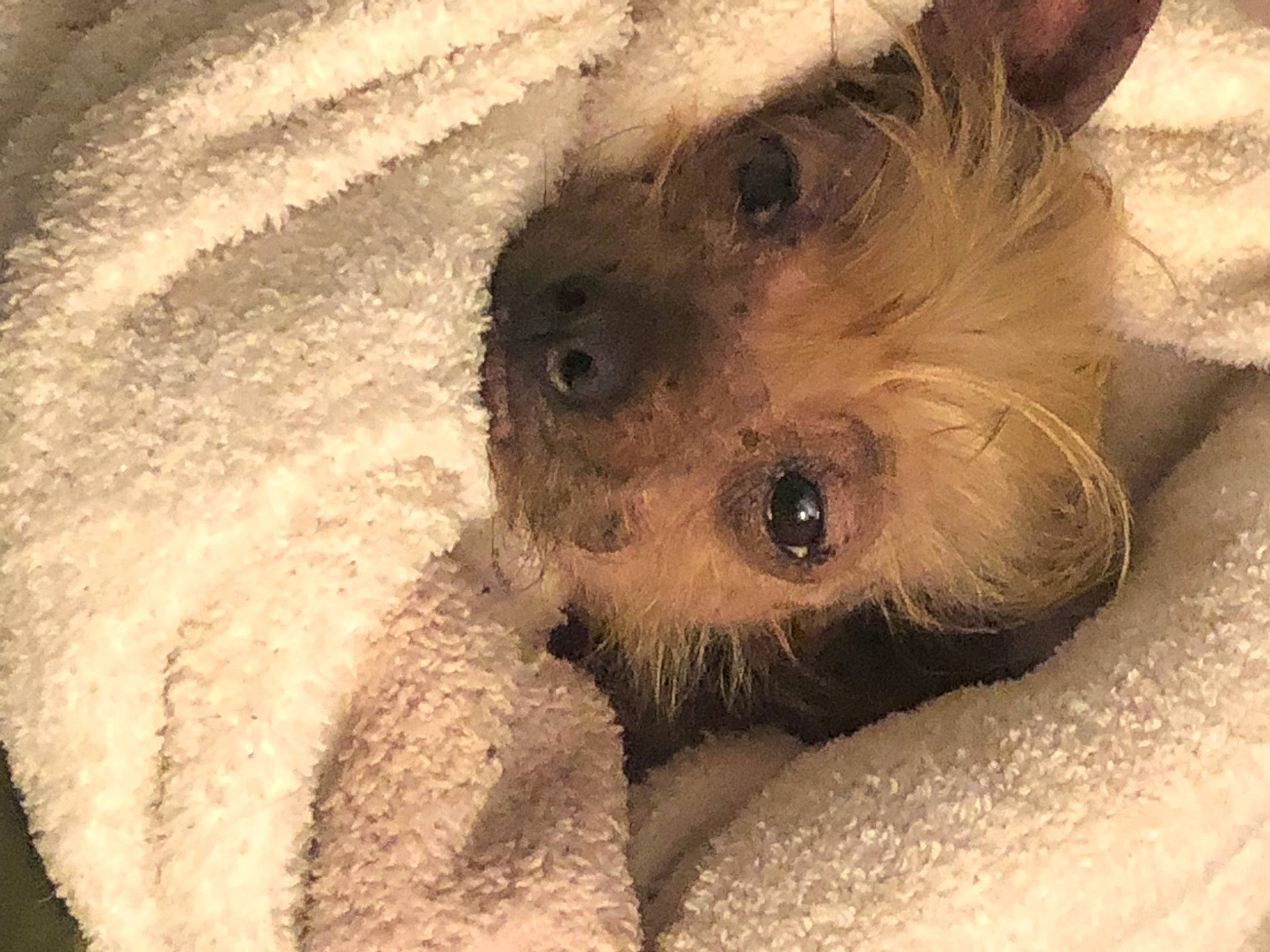 Ruby is registered to the contest to win money with this photo: canidae, carnivore, claw, companion_dog, dog_breed, fawn, fur, paw, snout, snow, terrestrial_animal, whiskers, wildlife