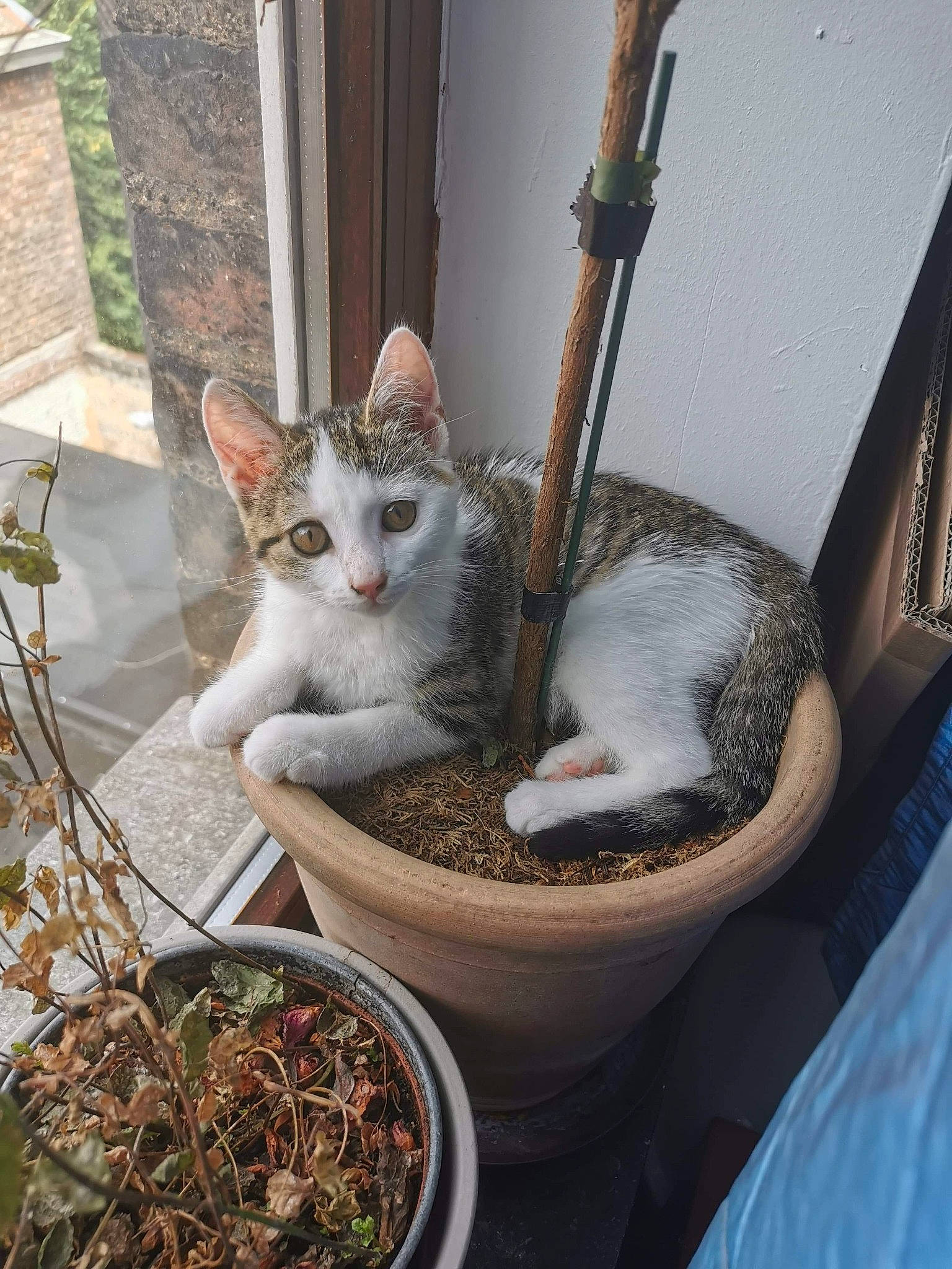 Heavy a rejoint le concours — aidez-le/la à gagner de superbes lots ! carnivore, cat, cat_supply, domestic_short_haired_cat, door, fawn, felidae, flowerpot, fur, grass, houseplant, mammal, pet_supply, plant, small_to_medium_sized_cats, snapshot, snout, tail, whiskers, wood