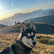 Vicky participe au concours pour gagner de l'argent avec cette photo : animal, canine, cloud, countryside, dog, grass, hill, horizon, husky, landscape, nature, outdoors, pet, plant, puppy, rock, scenery, sky, snow, wilderness