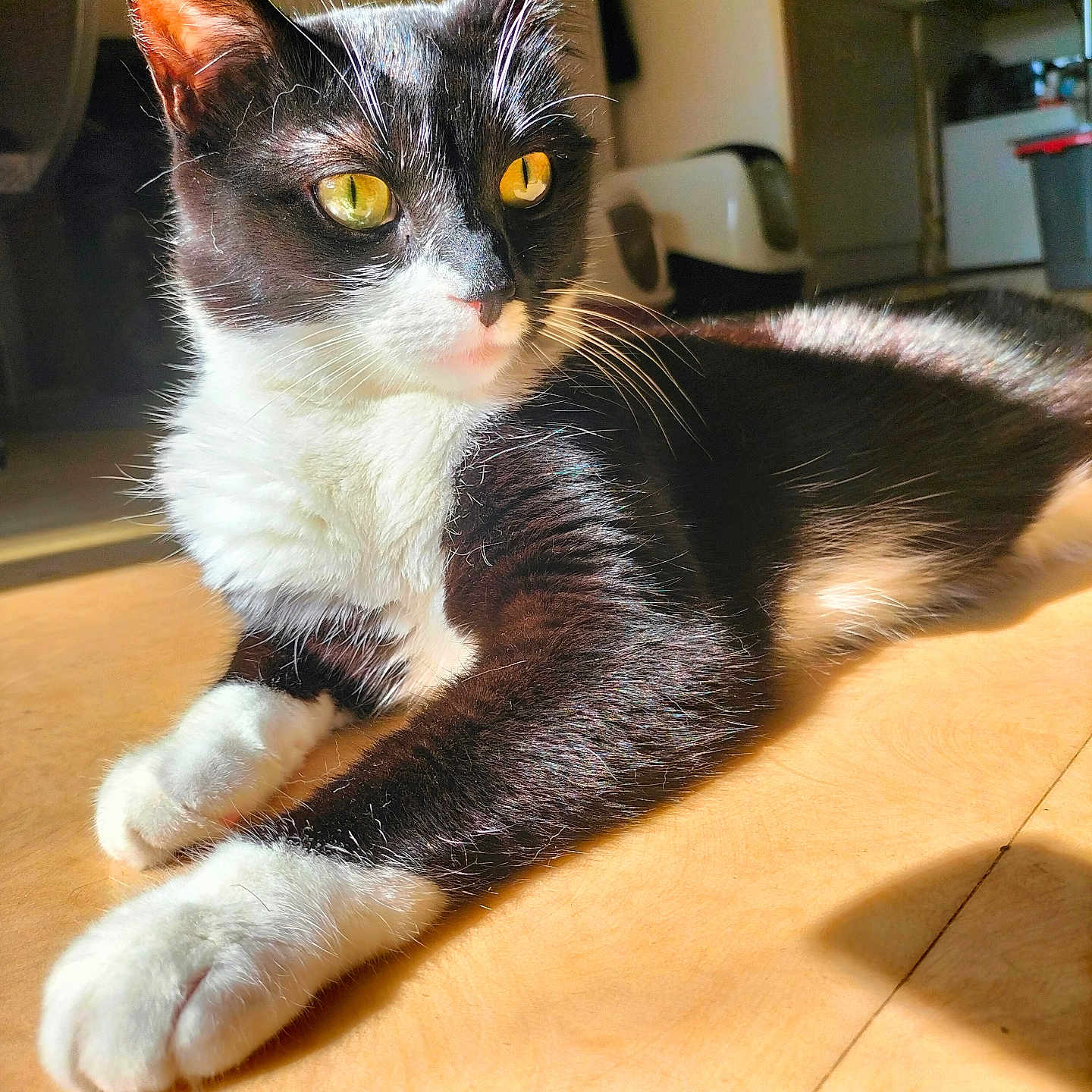 Bianca a rejoint le concours — aidez-le/la à gagner de superbes lots ! abyssinian, animal, architecture, building, cat, chair, couch, desk, furniture, hardwood, indoors, interiordesign, kitten, livingroom, manx, pet, plywood, room, table, wood
