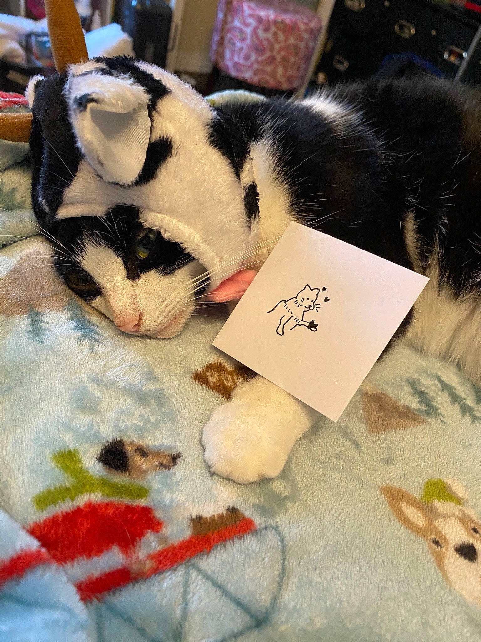 Tuna joined the competition — help win amazing prizes! carnivore, cat, felidae, fur, small_to_medium_sized_cats, whiskers