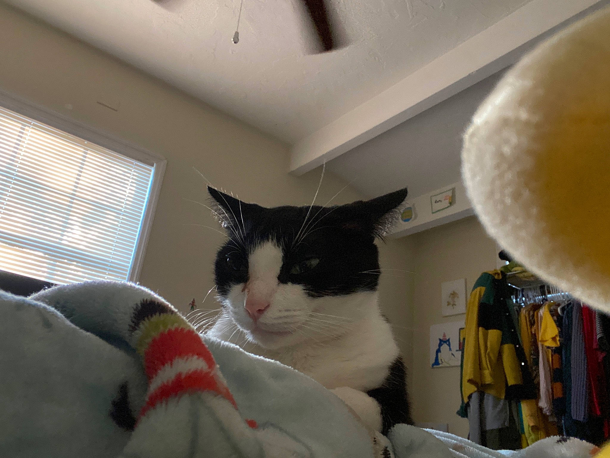 Tuna joined the competition — help win amazing prizes! carnivore, cat, domestic_short_haired_cat, felidae, fur, room, small_to_medium_sized_cats, turkish_van, whiskers