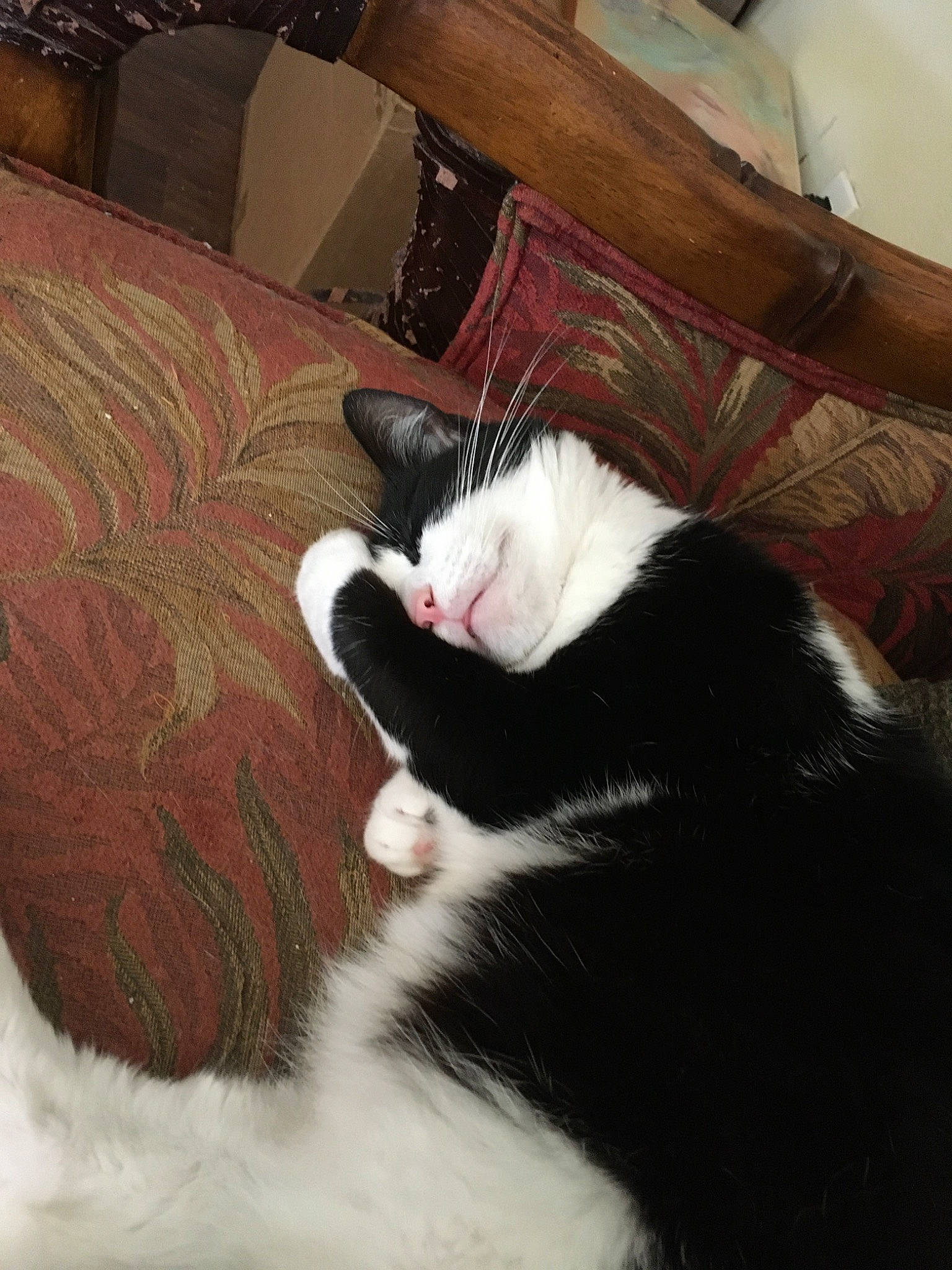 Tuna is registered to the contest to win money with this photo: carnivore, cat, ear, felidae, fur, kitten, nap, small_to_medium_sized_cats, snout, tail, whiskers