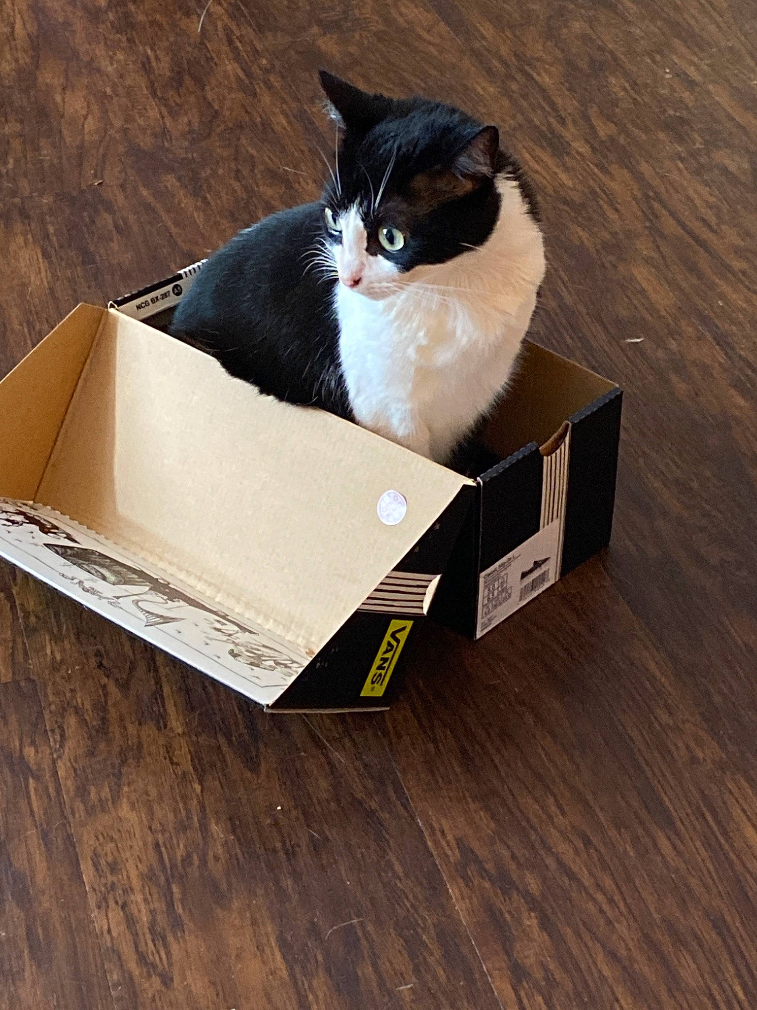 Tuna is registered to the contest to win money with this photo: box, cardboard, carnivore, carton, cat, domestic_short_haired_cat, felidae, packaging_and_labeling, paper_product, small_to_medium_sized_cats, whiskers
