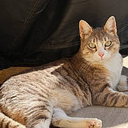 Marty participe au concours pour gagner de l'argent avec cette photo : cat, tabby, feline, pet, animal, sunlight, relaxed, laying_down, fur, whiskers, ears, paw, outdoor, shadow, alert, domestic_animal, closeup, cute, resting, mammal