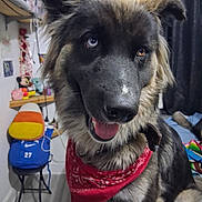 Fozzy Bear is registered to the contest to win money with this photo: dog, large_dog, long_hair, shaggy_fur, heterochromia, blue_eye, brown_eye, open_mouth, tongue, red_bandana, portrait, close_up, indoor, bedroom, toys, shelf, curtain, pet, sitting, happy