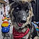 Fozzy Bear