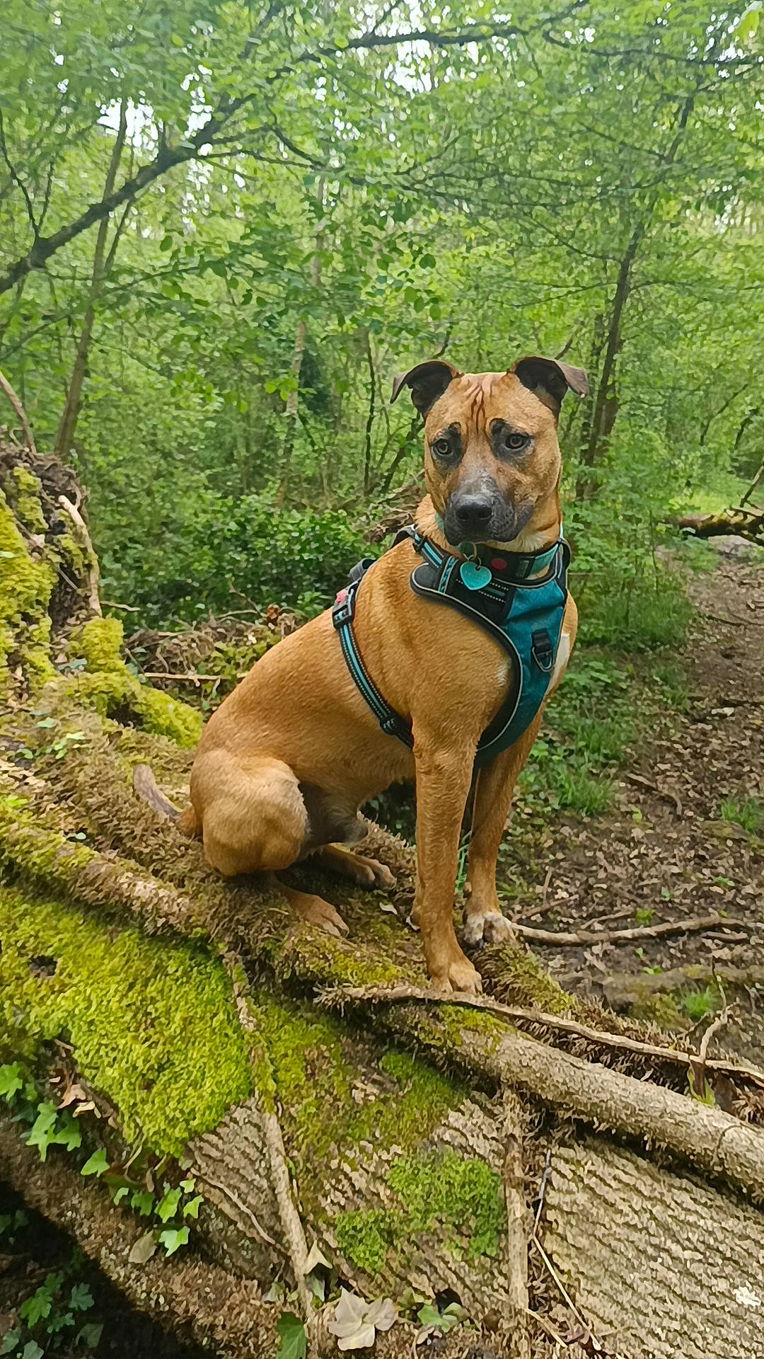 Ulysse a rejoint le concours — aidez-le/la à gagner de superbes lots ! canidae, carnivore, collar, companion_dog, dog, dog_breed, dog_collar, fawn, guard_dog, liver, pet_supply, plant, snout, sporting_group, tail, terrestrial_plant, tree, wood, working_animal, working_dog