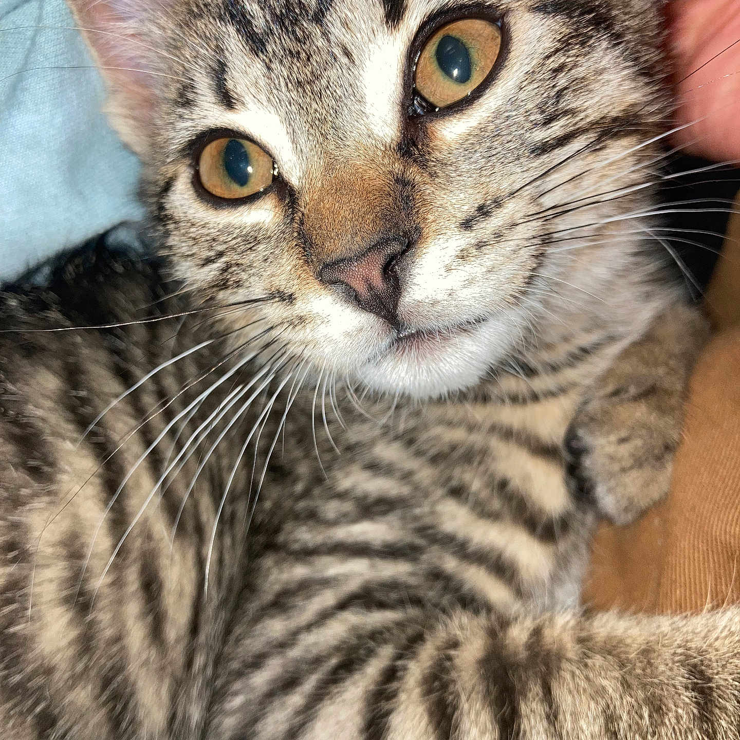 Misty is registered to the contest to win money with this photo: animal, cat, close_up, cozy, cute, domestic_animal, eyes, face, fur, indoor, kitten, mammal, pet, portrait, relaxed, soft, striped, tabby, whiskers, young