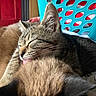 cat, tabby_cat, grooming, tongue_out, sleepy, close_up, indoor, pet, feline, cute, cozy, fur, resting, two_cats, household, laundry_basket, red_door, soft_light, comfort, animal
