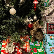 Pibbie is registered to the contest to win money with this photo: accessories, animal, box, cat, christmas, christmasdecorations, christmastree, conifer, couch, festival, fir, furniture, kitten, lighting, manx, ornament, pet, plant, pottedplant, tree