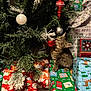 accessories, animal, box, cat, christmas, christmasdecorations, christmastree, conifer, couch, festival, fir, furniture, kitten, lighting, manx, ornament, pet, plant, pottedplant, tree