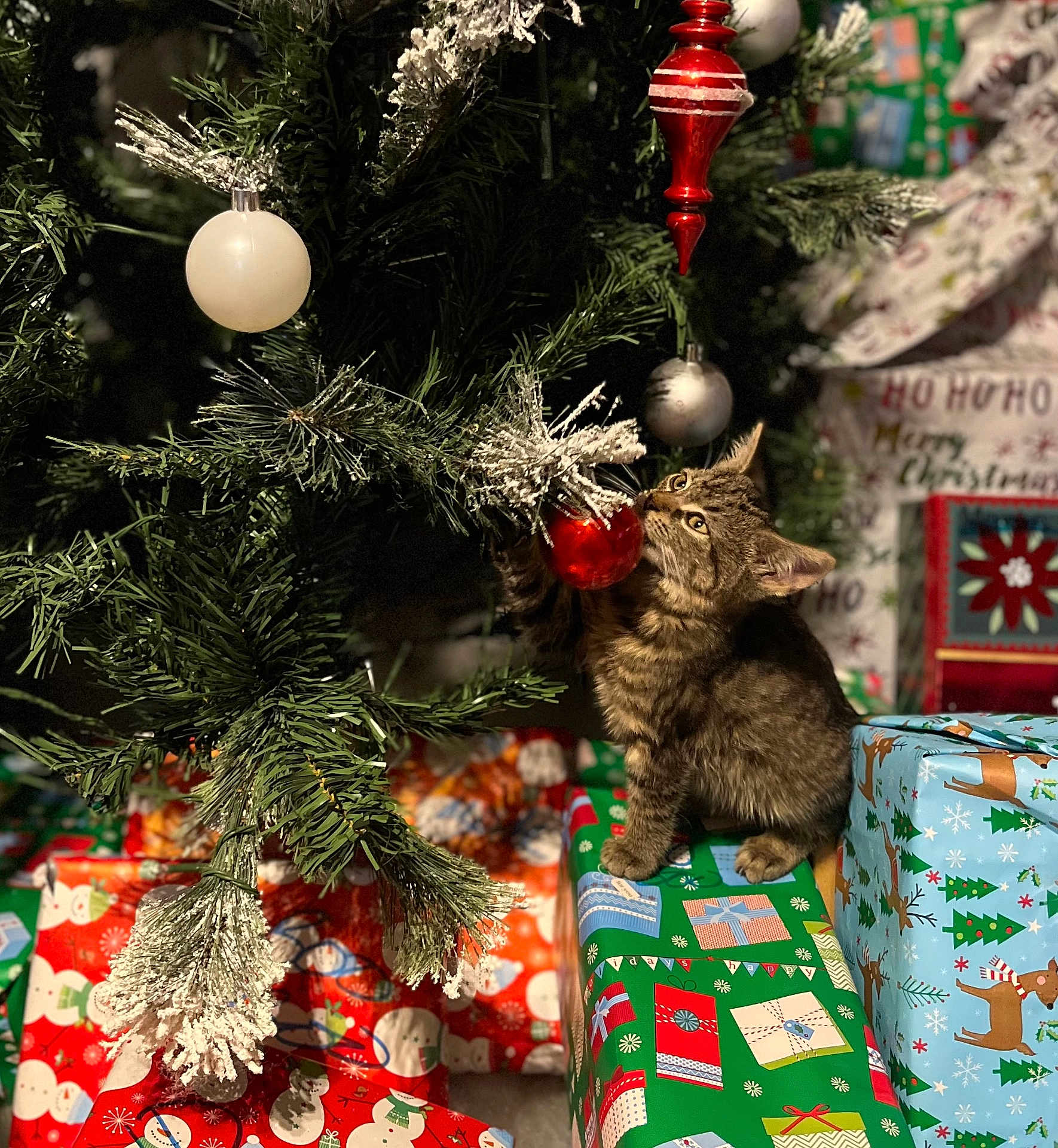 Pibbie is registered to the contest to win money with this photo: accessories, animal, box, cat, christmas, christmasdecorations, christmastree, conifer, couch, festival, fir, furniture, kitten, lighting, manx, ornament, pet, plant, pottedplant, tree