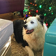 Whoopie is registered to the contest to win money with this photo: armchair, blue_eyes, border_collie, carpet, christmas_lights, christmas_tree, cozy, decorations, dog, festive, furniture, happy, holiday, home, indoor, living_room, ornaments, pet, relaxed, sofa