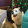 armchair, blue_eyes, border_collie, carpet, christmas_lights, christmas_tree, cozy, decorations, dog, festive, furniture, happy, holiday, home, indoor, living_room, ornaments, pet, relaxed, sofa
