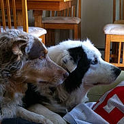 Whoopie is registered to the contest to win money with this photo: dog, merle_coat, black_and_white_dog, pets, indoor, furniture, wooden_chairs, table, canine, animal, companion, domestic, curious, side_view, close_up, fur, alert, household, living_room, two_dogs