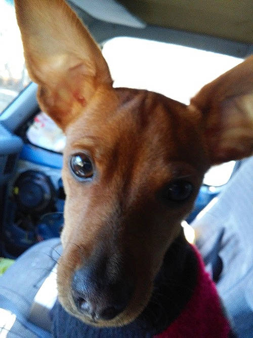 Mister joined the competition — help win amazing prizes! canidae, carnivore, cirneco_delletna, dog, dog_breed, ear, fawn, feist, german_pinscher, mammal, miniature_pinscher, non_sporting_group, pharaoh_hound, prazsky_krysarik, puppy, snout, toy_dog, toy_fox_terrier, toy_manchester_terrier, vertebrate