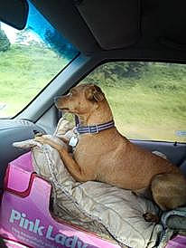 Mister is registered to the contest to win money with this photo: canidae, car, car_seat, carnivore, companion_dog, dog, dog_breed, fawn, mountain_cur, puppy, seat_belt, vehicle, vehicle_door